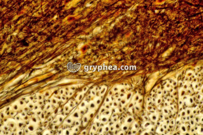 Moelle épinière x160 - gryphea.org
